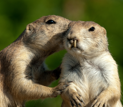 two squirrels with one seemingly whispering in the ear of the other