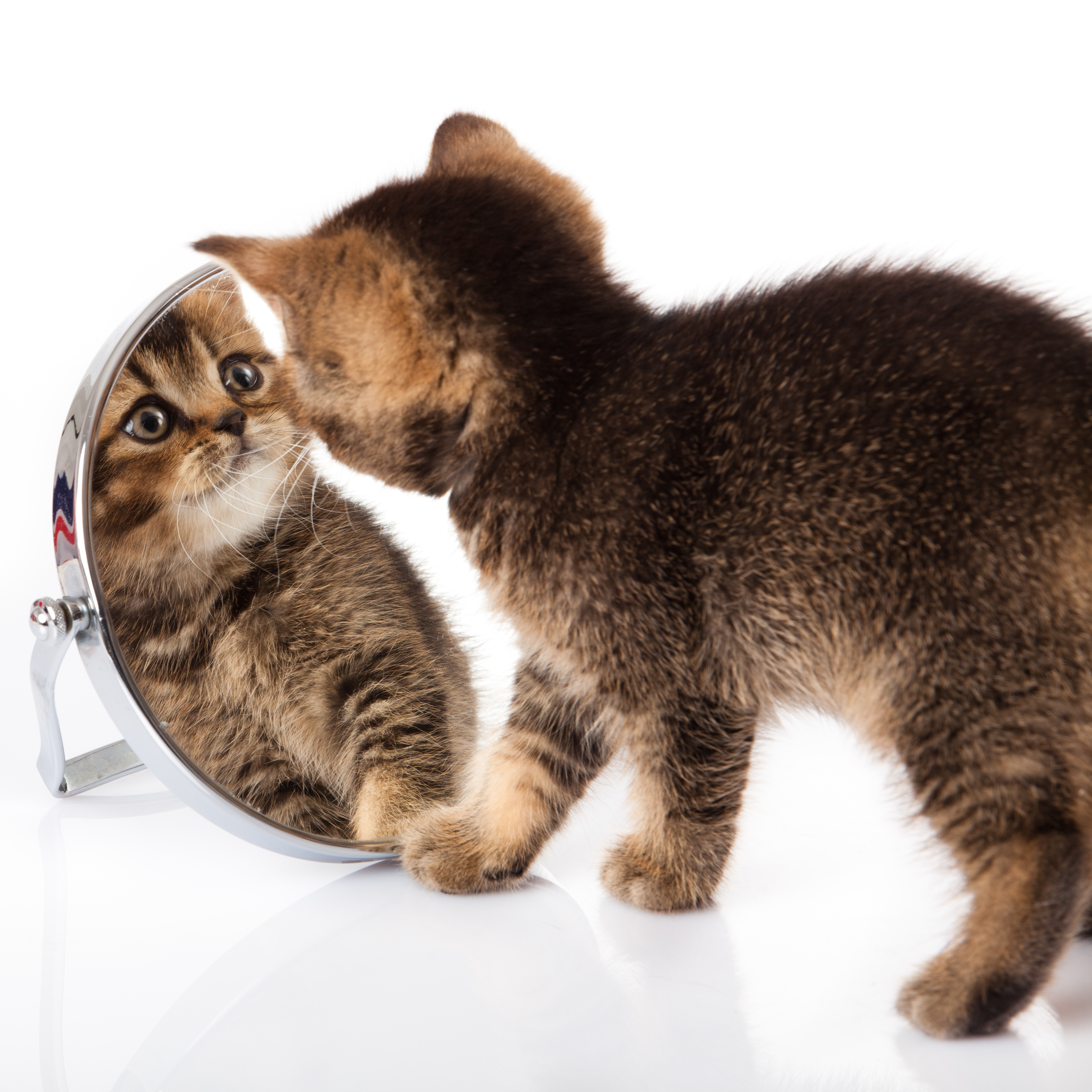 kitten looking into a mirror