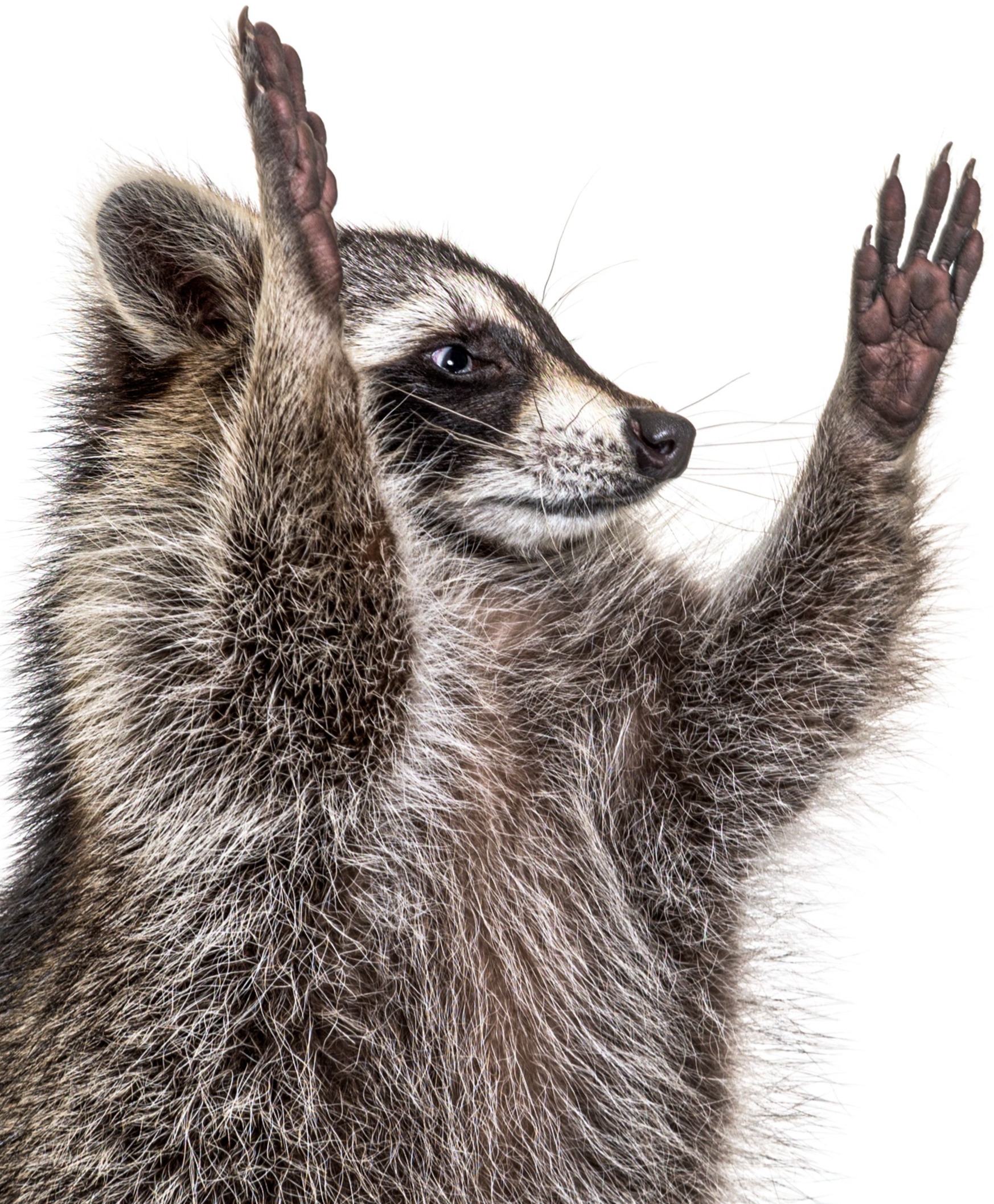 raccoon with arms lifted up