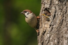 bird with chicks in a hole in a tree