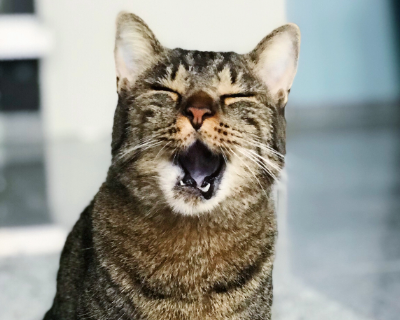 yawning cat